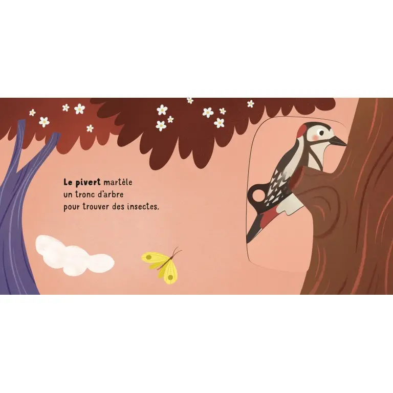 357846-glisse-et-decouvre-la-foret-sassi-1.webp